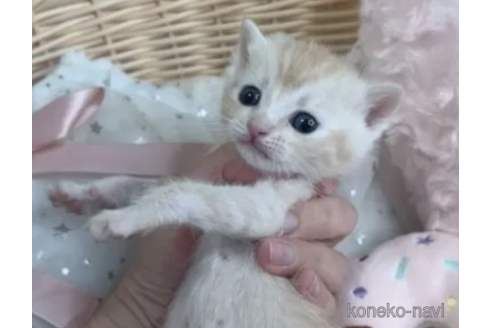 販売中の群馬県のマンチカン-116178の2枚目